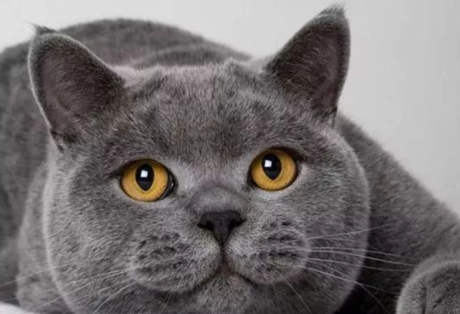 今日科普：为什么英短母猫更贵？