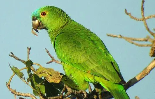 今日科普：亚马逊鹦鹉吃什么利于换毛？