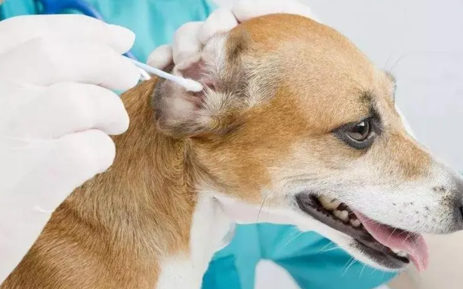 治疗狗狗耳螨小偏方