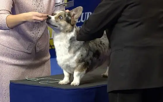 为什么养卡迪根柯基的人很少？原因很简单~