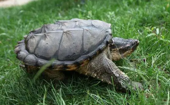 鳄龟为什么突然死了，原因竟然是这个！