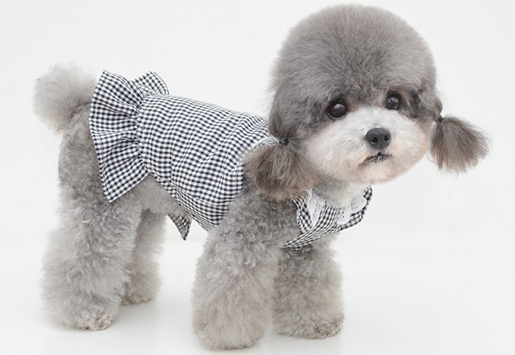 灰色泰迪吃卵磷脂会黑?来解答一下 灰色泰迪吃卵磷脂会黑?来解答一下