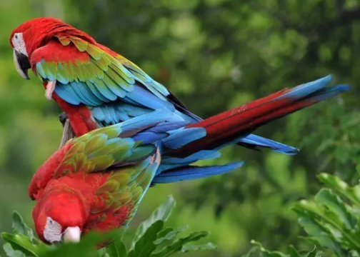 绿翅金刚鹦鹉是国家保护动物吗？想知道来看看