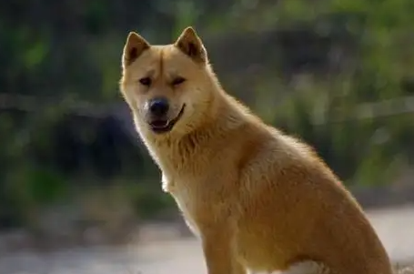 现在宠物狗能带上高速吗？需要注意什么呢？