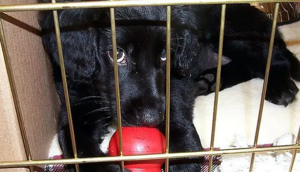 狗狗的笼子越大越好？买狗笼的看这2个要点