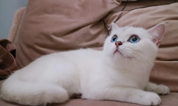 银渐层和银点能生出银点吗?来了解下吧 银渐层和银点能生出银点吗?来了解下吧