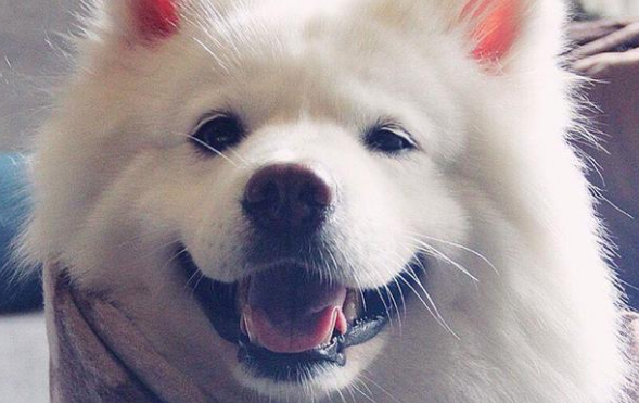 为什么要给狗狗驱虫？如何正确地为狗狗进行体外驱虫？