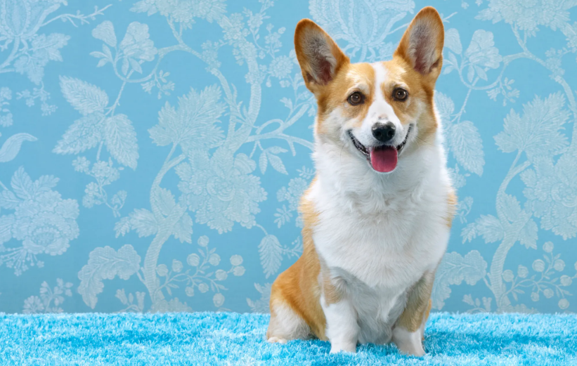 柯基短嘴尖嘴的区别，你知道吗？