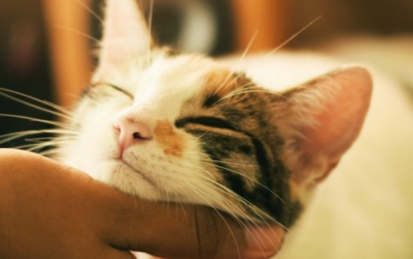 养小奶猫的注意事项有哪些?都在这里,快来看 养小奶猫的注意事项有哪些?都在这里,快来看