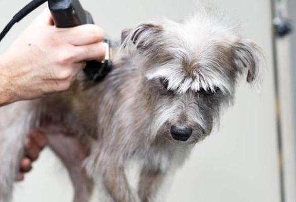 狗狗在宠物店剪毛为什么不动，今天告诉你！