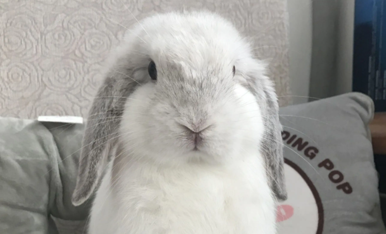 垂耳兔喜欢被主人抱吗？要怎样安抚它？