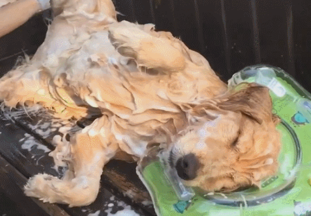 给狗狗洗澡时，这5大禁忌不能犯！