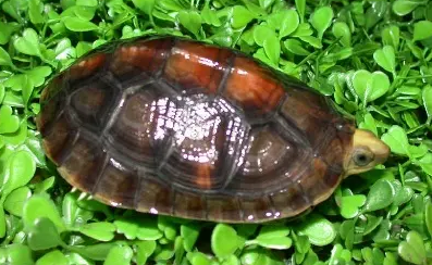 百色闭壳龟可以深水养吗?我来告诉你答案! 百色闭壳龟可以深水养吗?我来告诉你答案!