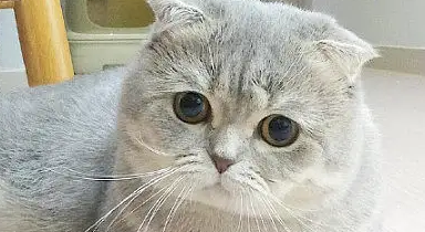 半折耳猫会不会发病？来看看