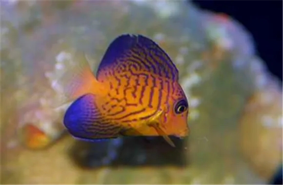 关于夏威夷吊的这些喂养要点,请问你都get到了吗? 关于夏威夷吊的这些喂养要点,请问你都get到了吗?