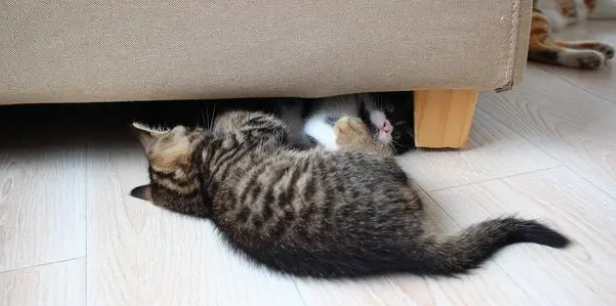 猫舍在哪里找?多年养猫人告诉你,猫舍和后院的猫,区别在哪! 猫舍在哪里找?多年养猫人告诉你,猫舍和后院的猫,区别在哪!