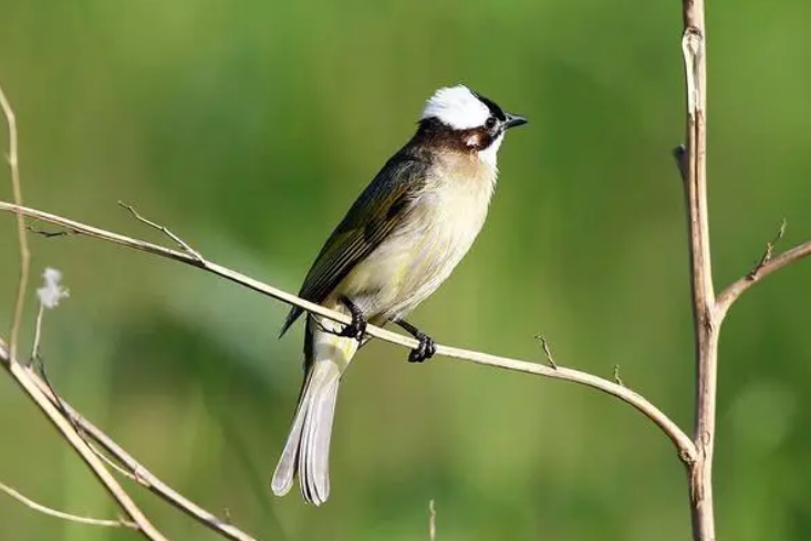白头鹎最简单的喂养法，快来学一学！