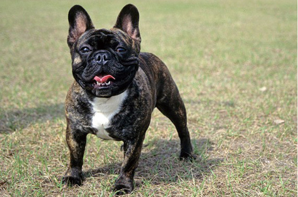 法斗犬的优缺点及性格