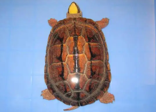 哪里可以买金钱龟苗？有人知道吗？