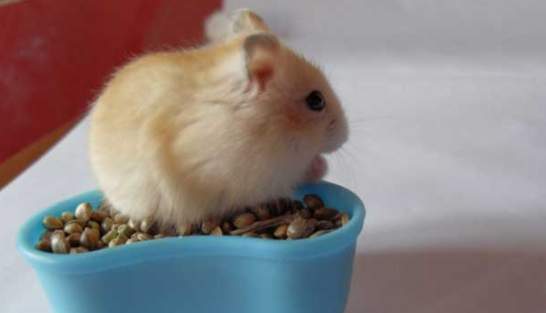 仓鼠轻轻咬主人手指说明什么？主人要注意了