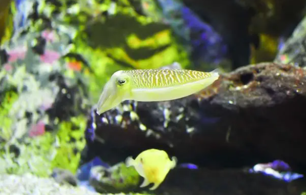 养鱼过程要如何保持鱼缸水质良好？