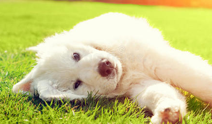 一起来看看狗狗用脸蹭草地是怎么回事~