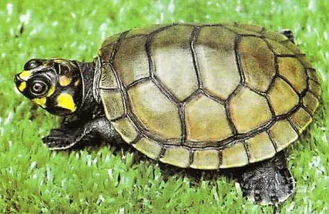 黄头侧颈龟凶吗？主人要来看看