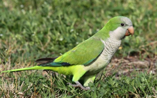 和尚鹦鹉能吃生的燕麦片吗？这里有答案！