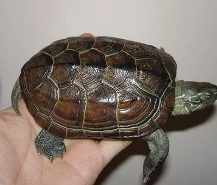 想知道草龟墨化从哪里开始?来这瞧瞧~ 想知道草龟墨化从哪里开始?来这瞧瞧~