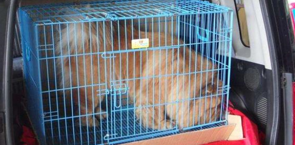 宠物托运流程须知：值得了解