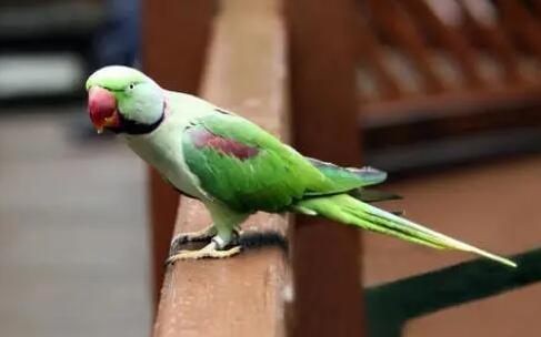 亚历山大鹦鹉中暑了怎么办？这里有方法！