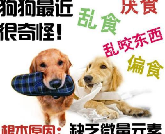 宠物医生让狗狗补充的微量元素有什么作用? 宠物医生让狗狗补充的微量元素有什么作用?