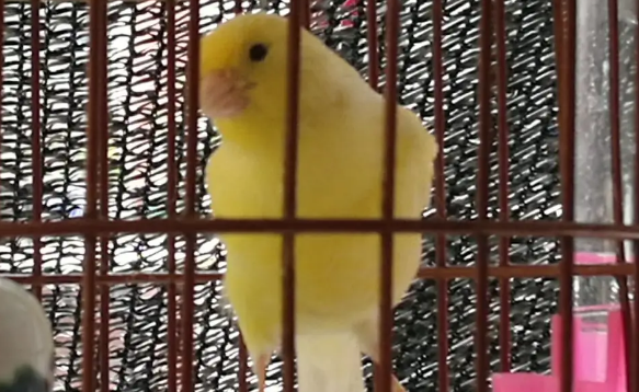 白玉鸟多少钱一只？价格公道，值得饲养