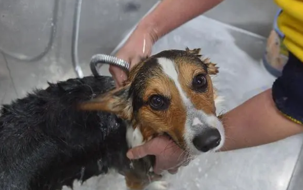 你们说，狗通用的宠物沐浴露好不好？