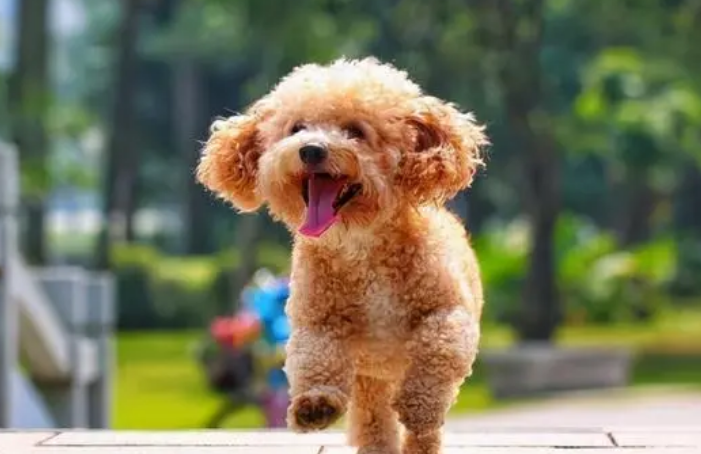 女孩子养什么狗比较好？来get一下吧