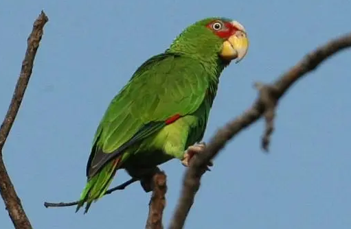 白顶亚马逊鹦鹉多少钱一只？想养的人看看吧