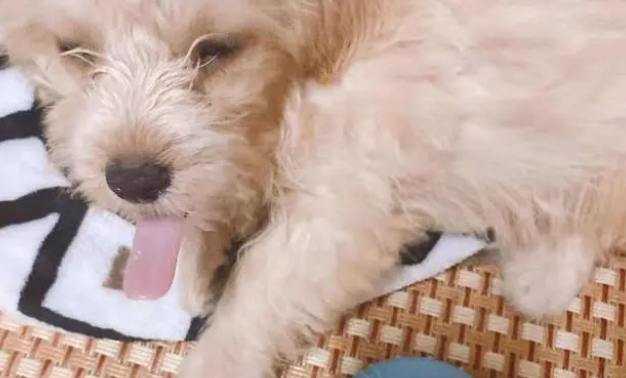 营养膏是什么？怎么使用？