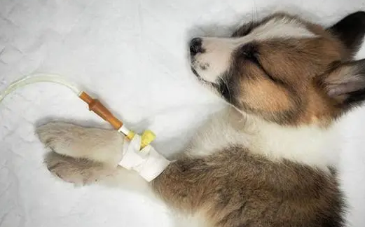 不了解犬瘟热起因？来这里找答案