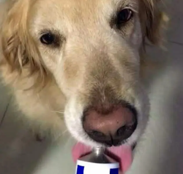 营养膏是狗狗每天必需品？兽医：没这些疾病不需要吃营养膏