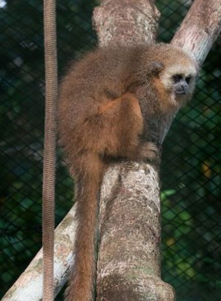 安第斯伶猴:南美洲雨林里的捕虫小能手 安第斯伶猴:南美洲雨林里的捕虫小能手