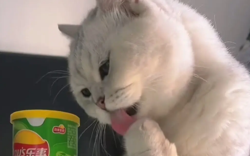 猫太馋怎么办？本文替你解答