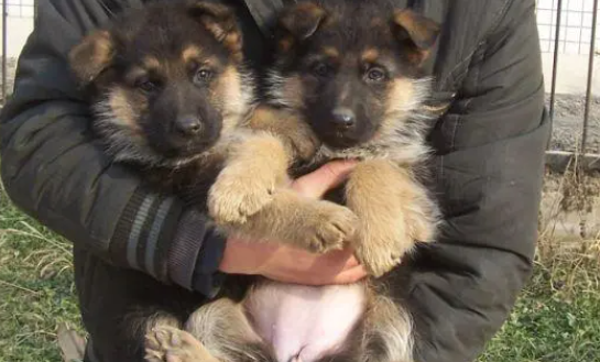 看德牧幼犬好不好？ 这些方法一定掌握