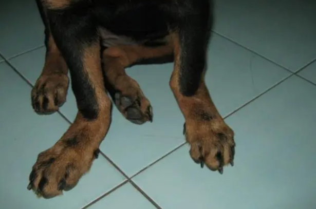 每天给狗狗吃几颗钙片就是补钙? 每天给狗狗吃几颗钙片就是补钙?