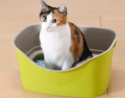 小猫便便有点软但成型, 原因在这! 小猫便便有点软但成型, 原因在这!