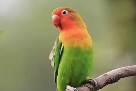 桃面爱情鸟能活多少年？长什么样？