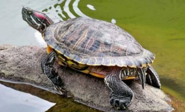 小巴西龟一天吃几粒龟粮？注意这些饲喂方法