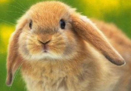美国长毛垂耳兔吃什么,有必要学习一下 美国长毛垂耳兔吃什么,有必要学习一下