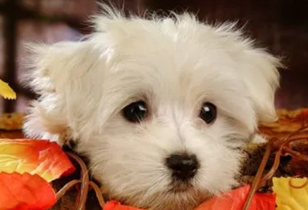 新手铲屎官科普:狗只有一个蛋蛋的原因 新手铲屎官科普:狗只有一个蛋蛋的原因