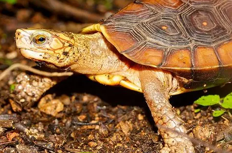 今日科普：哥斯达黎加木纹龟是几级保护动物？