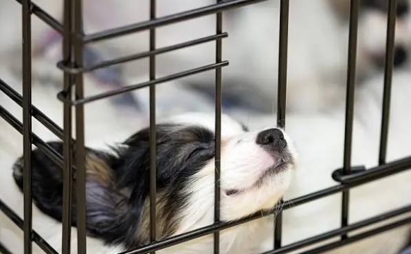 掌握这些方法，轻松解决狗狗不适应笼子的问题